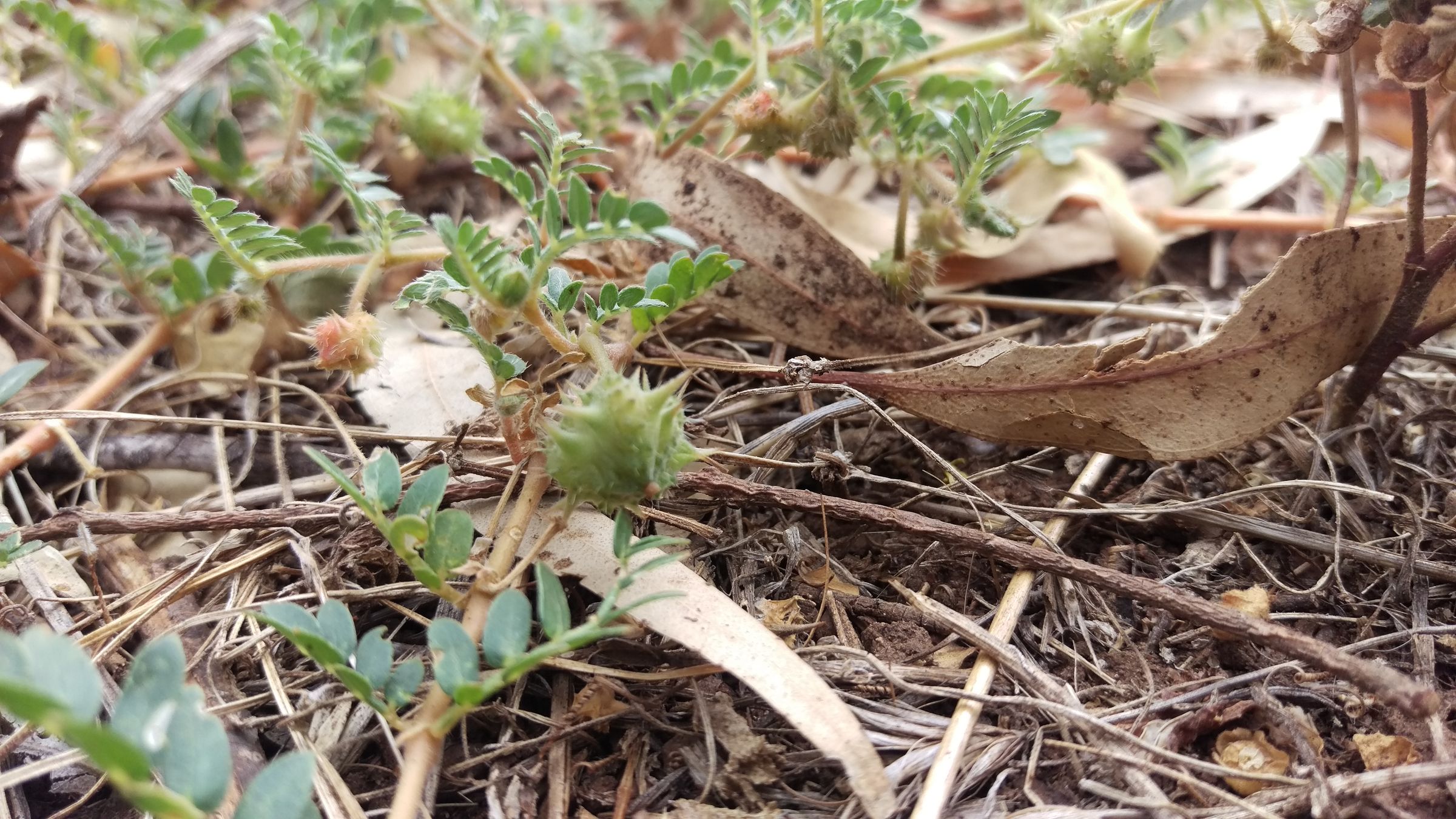 How to Remove Goat's Head Caltrop Puncture Vine (Tribulus Terrestris)