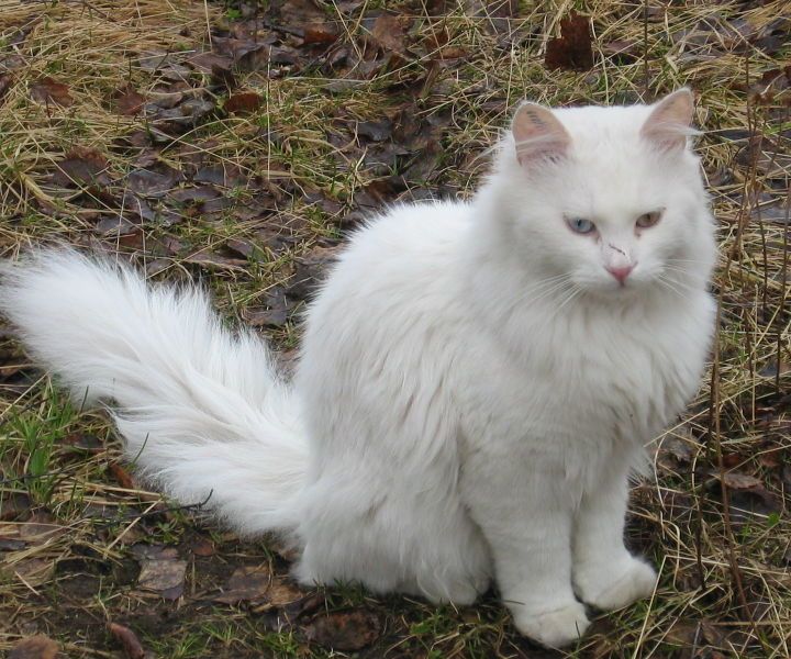 Let's Make Your Newly-Adopted Cat Trust You