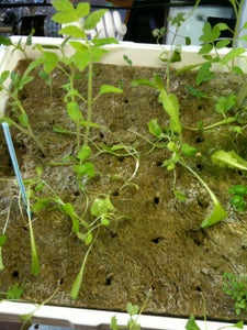 Seeding and Weak Lights