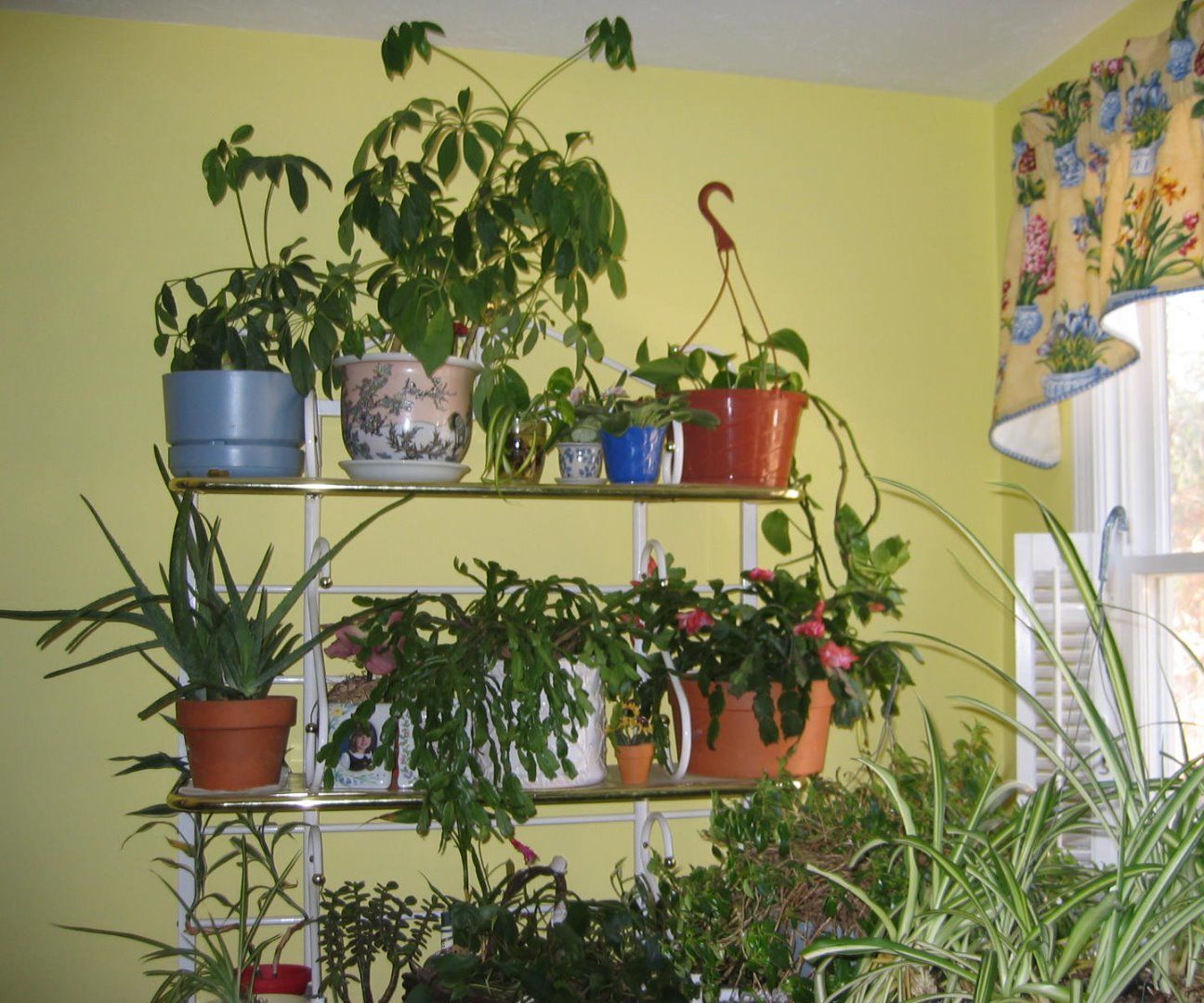 Before I Invite You In, How Do You Feel About Houseplants?