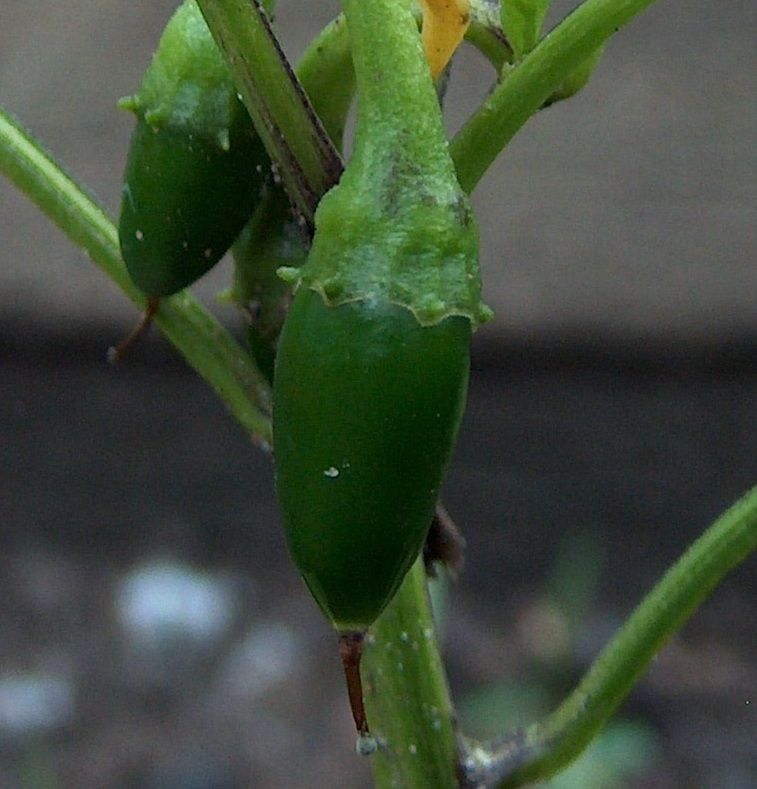 Good Morning Jalapeno Prank