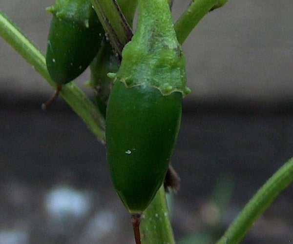 Good Morning Jalapeno Prank