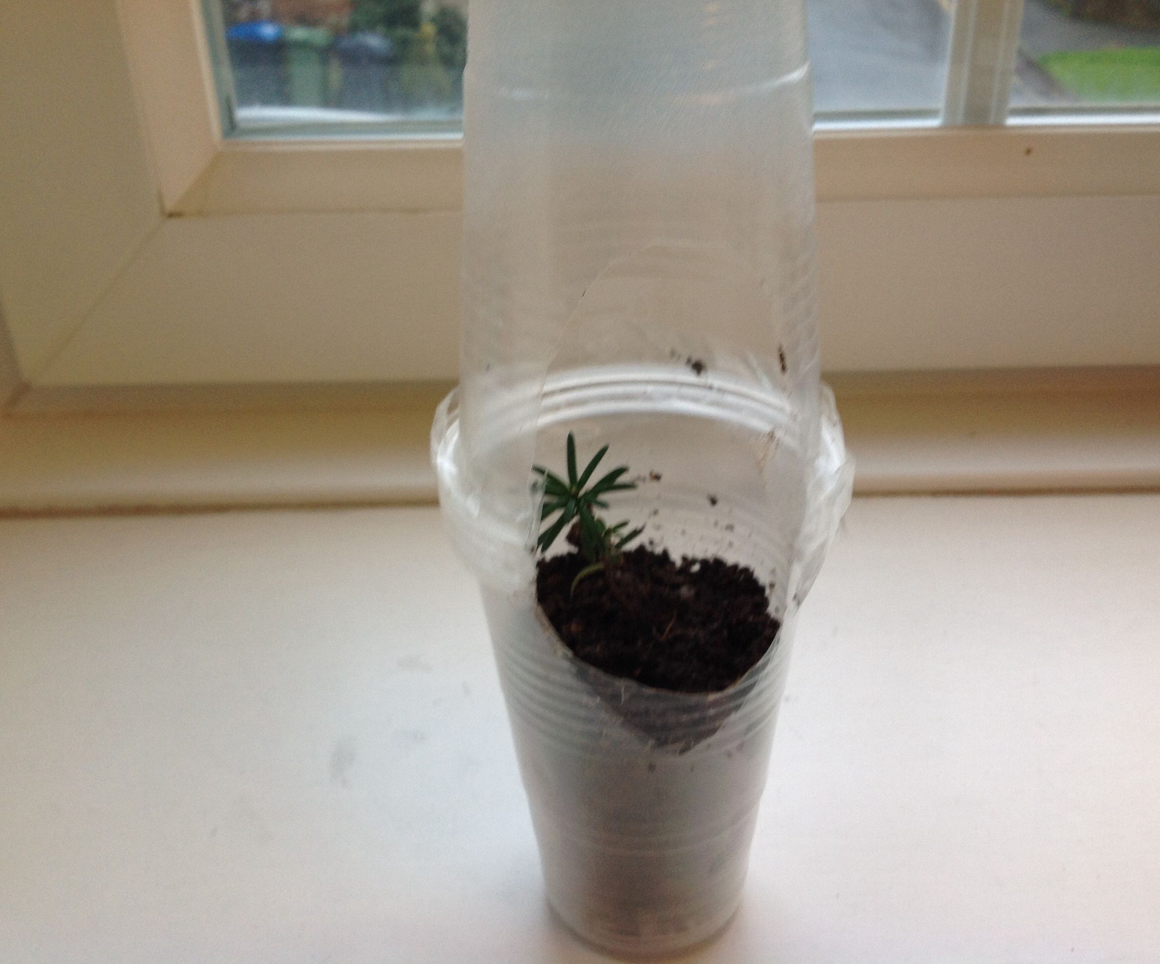 Plastic Cup Terrarium
