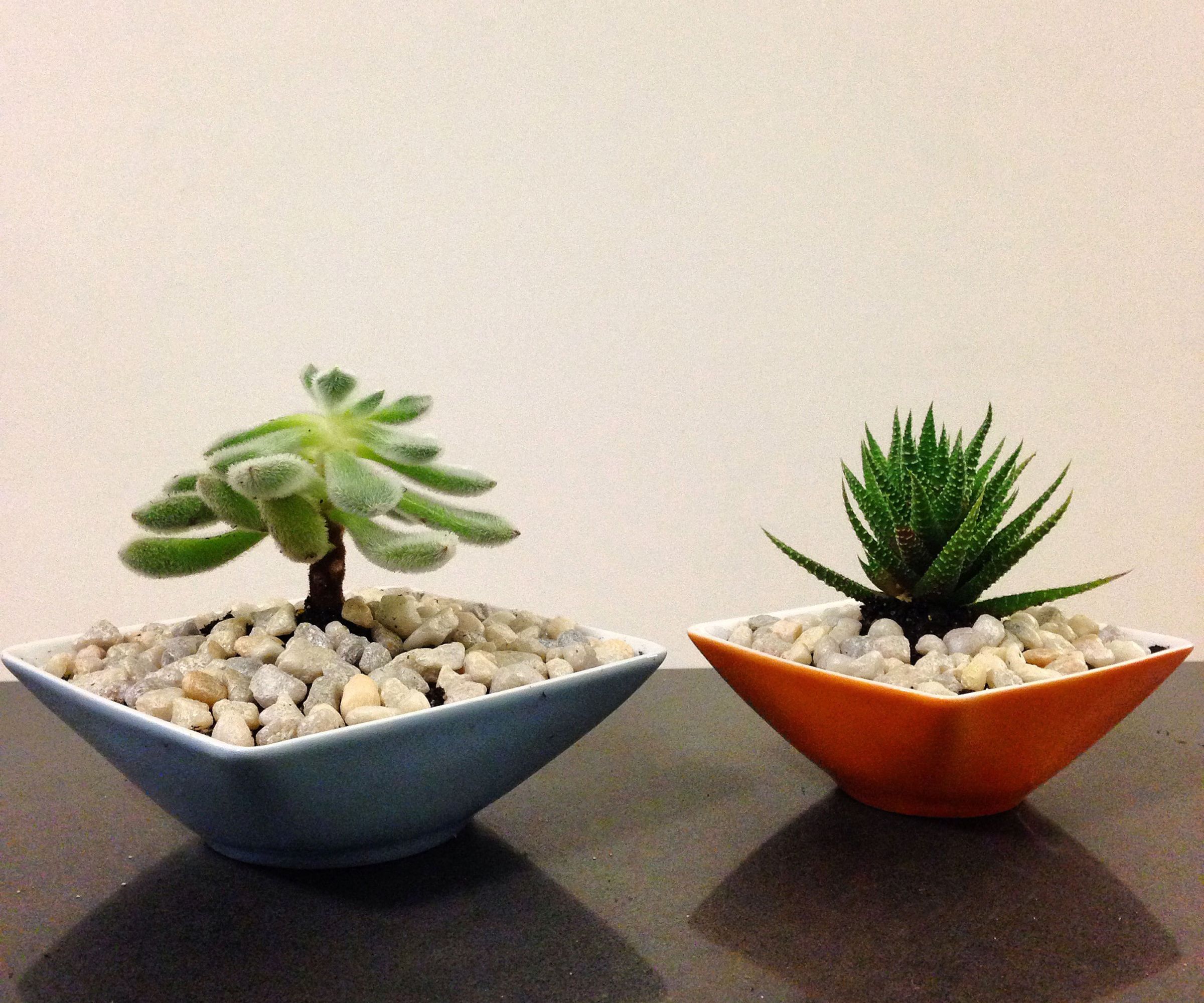 How to Make a Succulent Teacup Garden