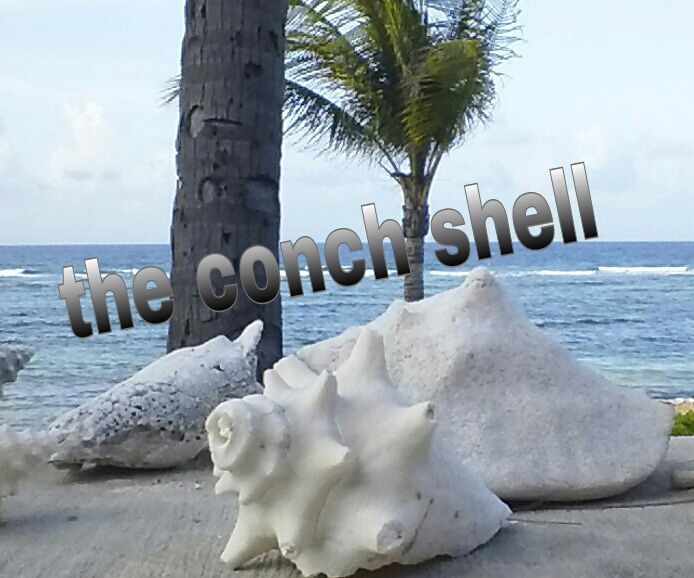 Conch Shell Horn