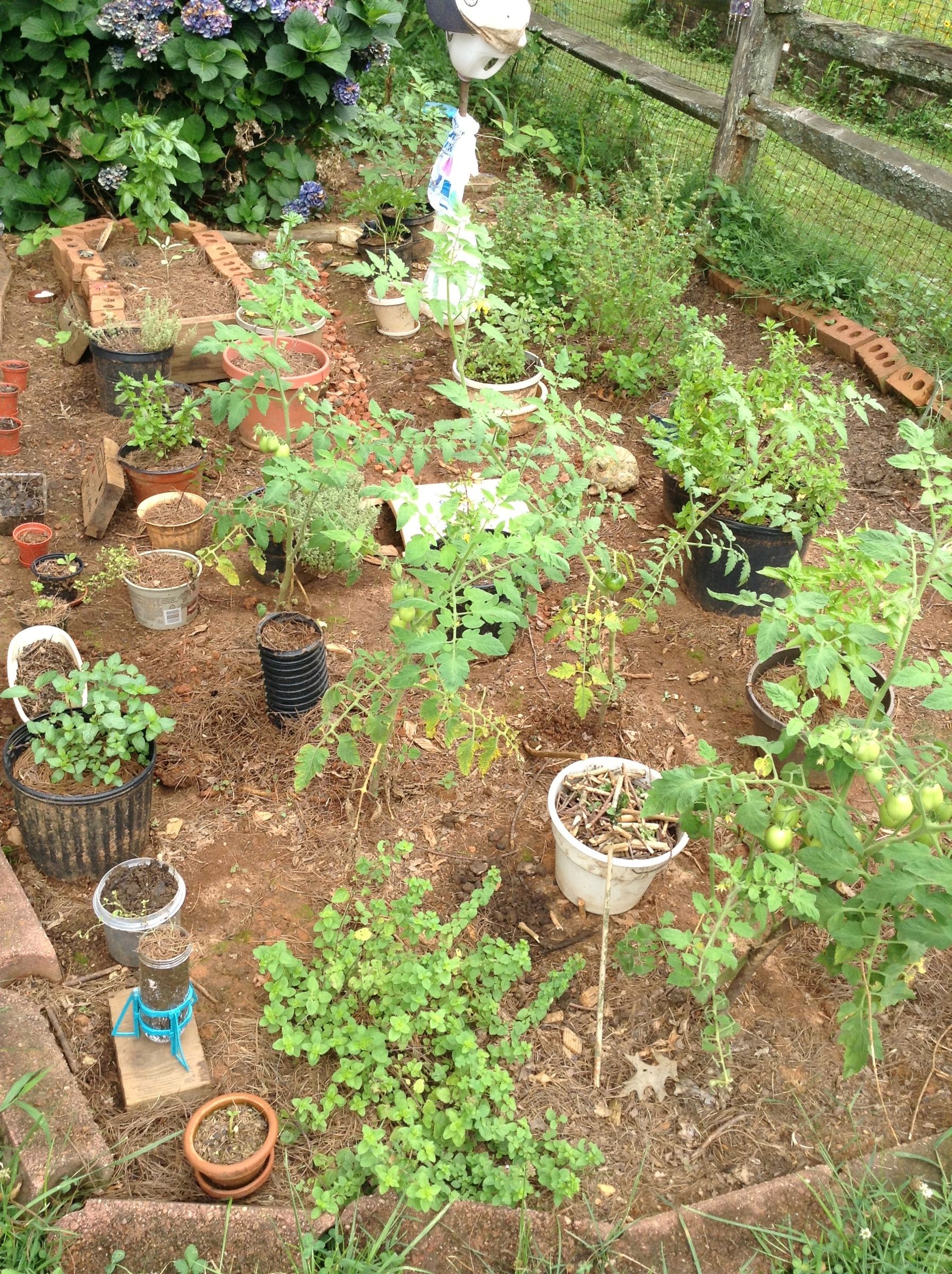 How to Grow an Herb Garden