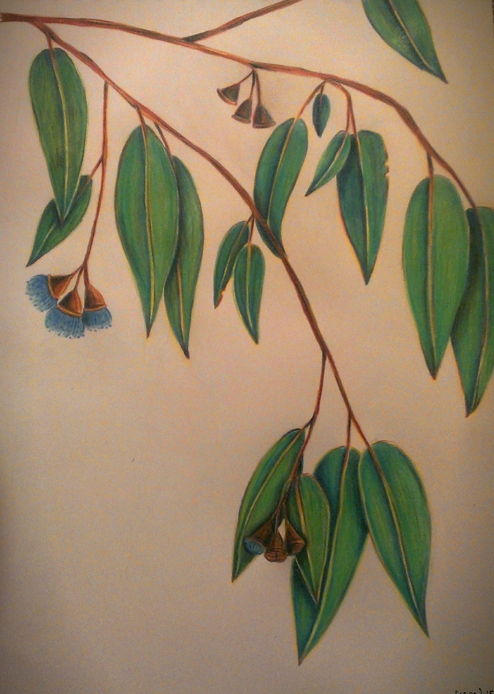 Botanical Art