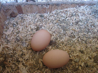 Chicken Egg Calendar