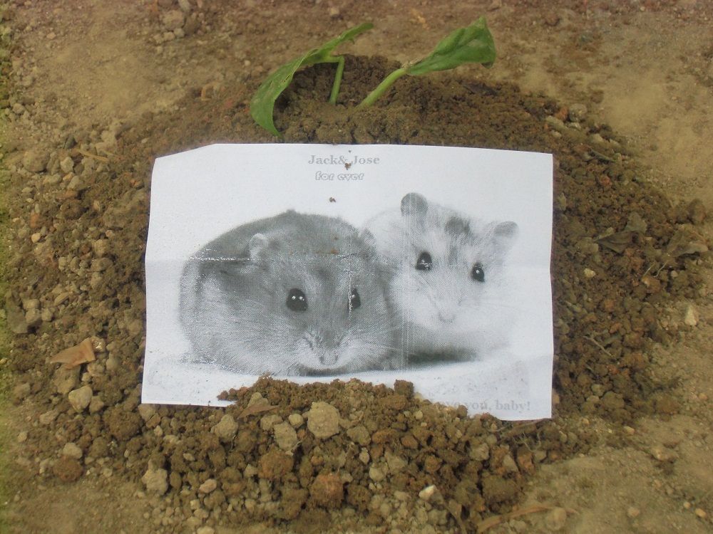 Arduino Automatic Temperature& Humidity Controller for Pets