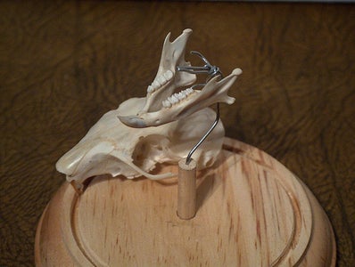 Simple Skull Display