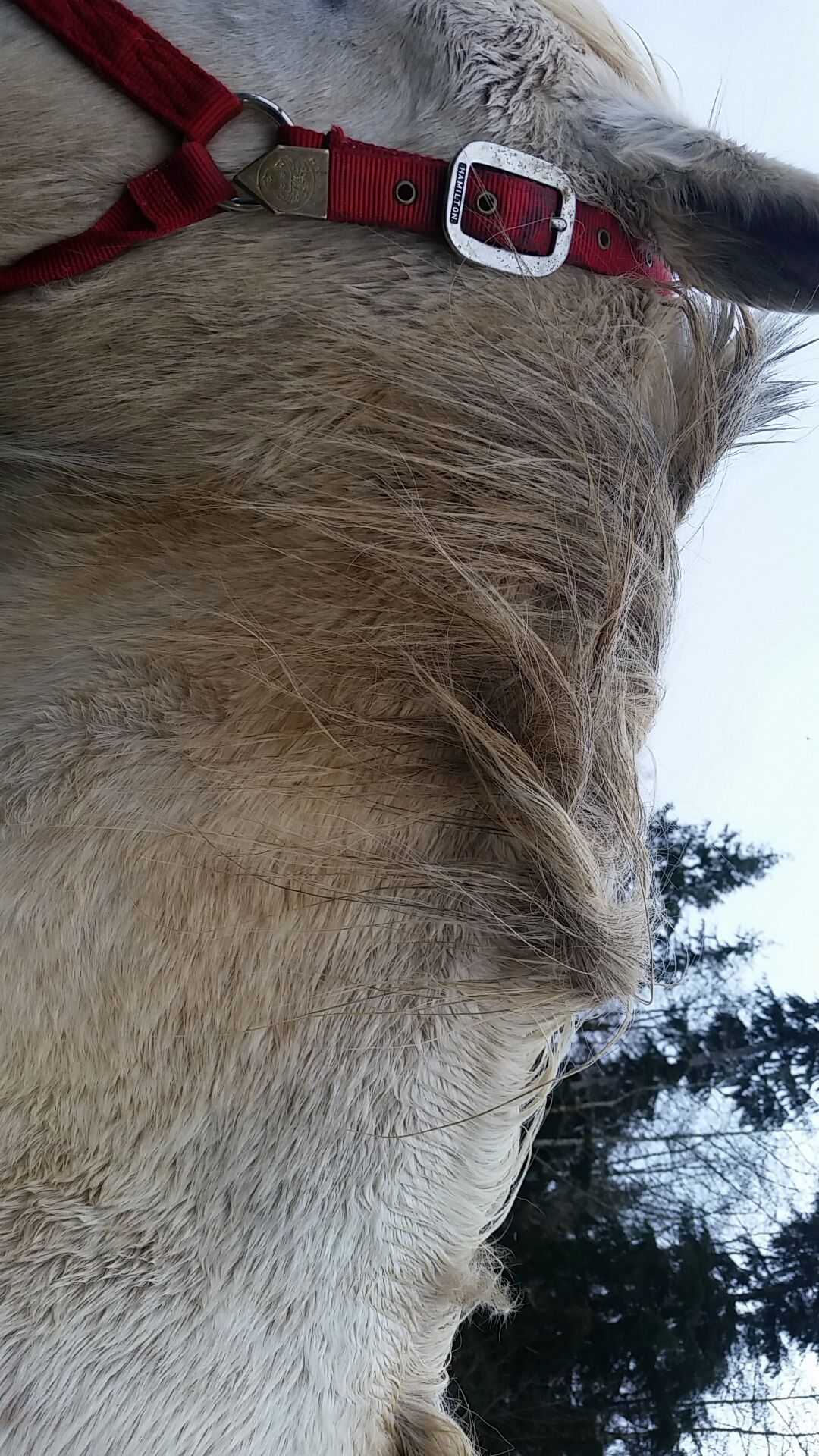 How to Groom a Horse and What You Need Instructables