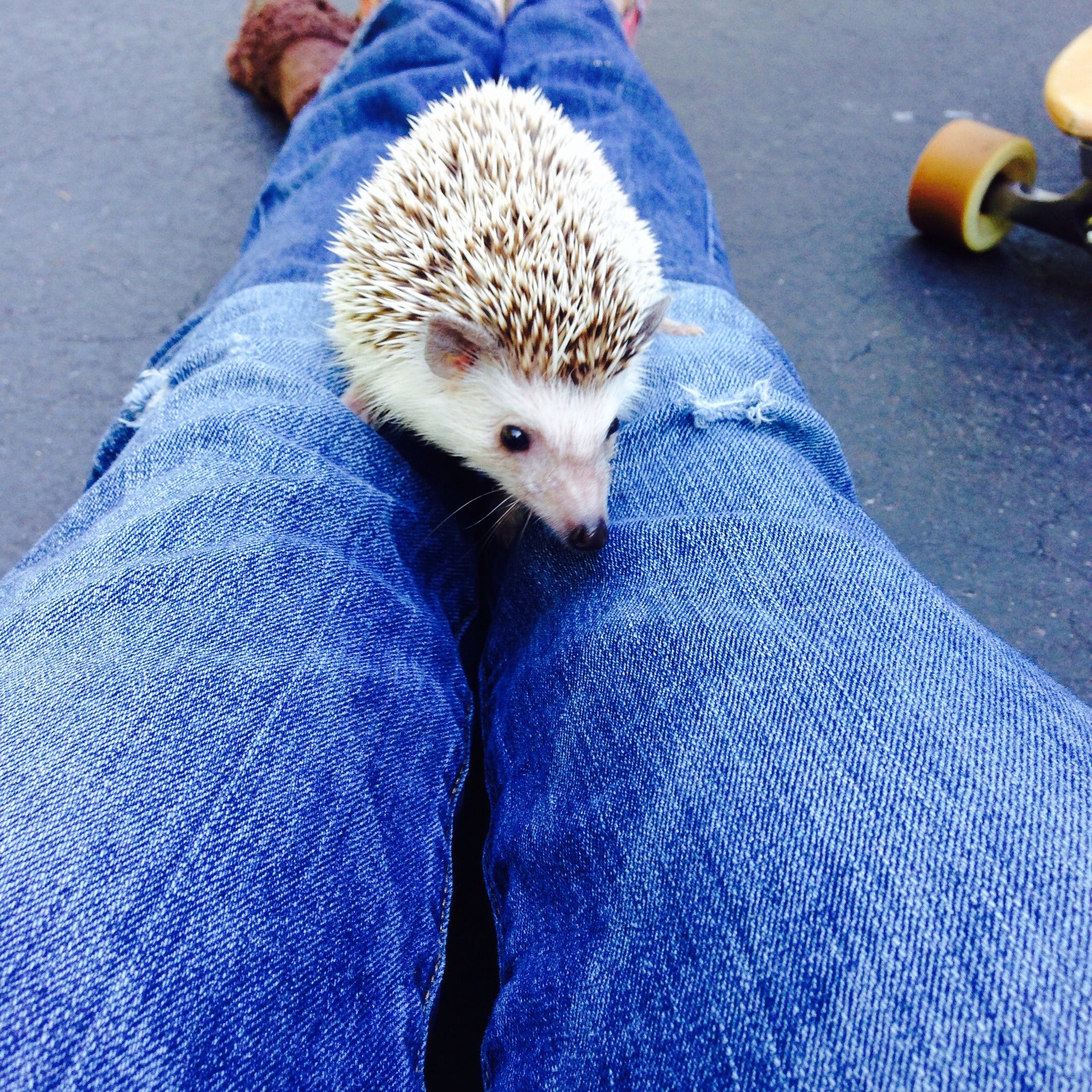 How To Litter Box Train Your Hedgehog 6 Steps (with Pictures