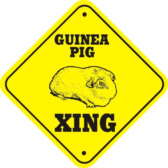 How to pick the best guinea pigs!