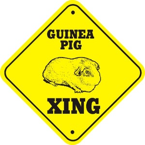 How to Pick the Best Guinea Pigs!