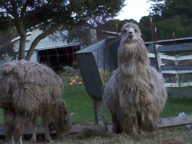 Instructables - MAKING TAGS FOR MY WIFE'S ALPACAS
