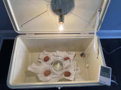 Using the Incubator