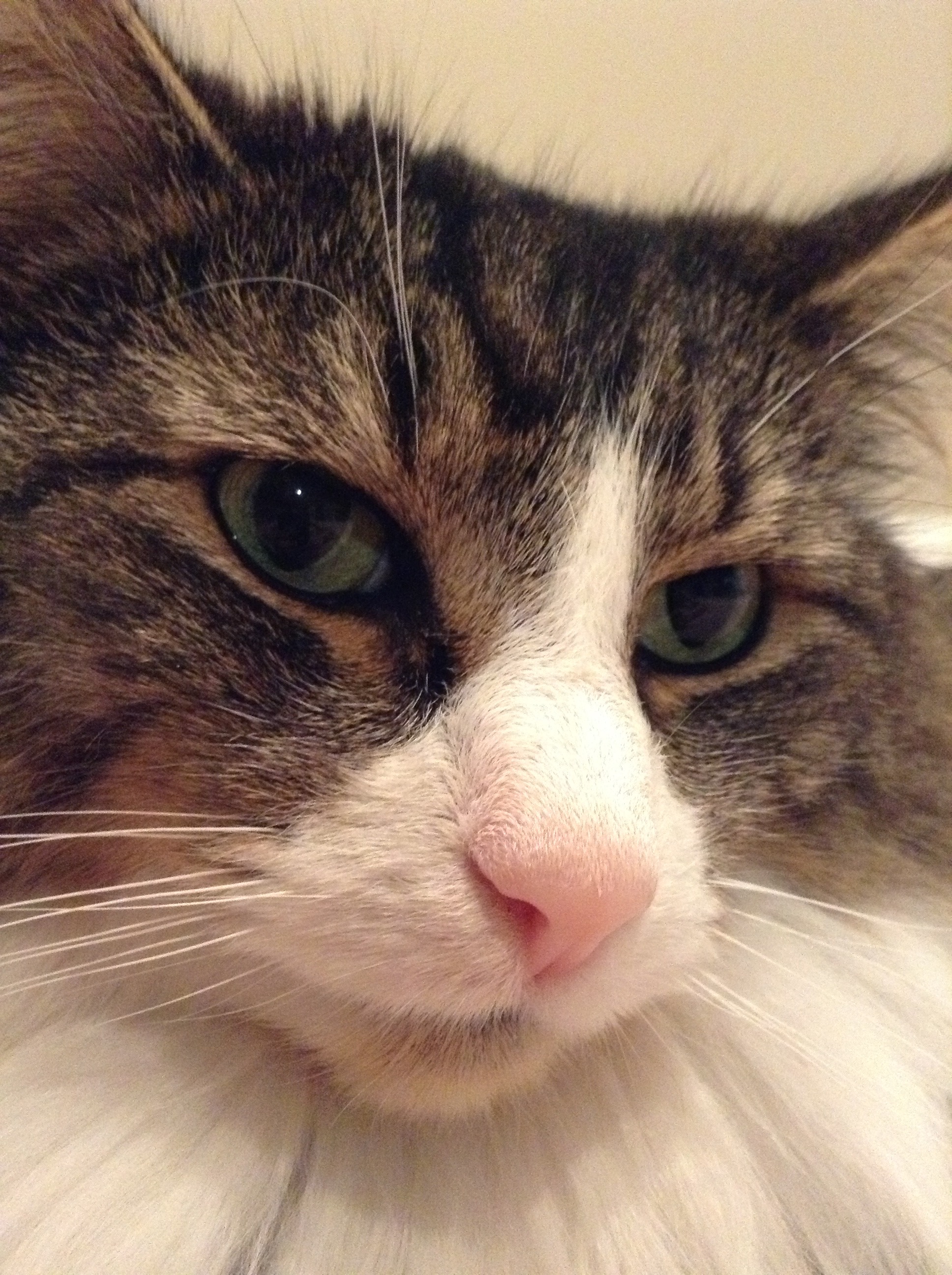 How to Make Your Cat Comfortable 4 Steps Instructables