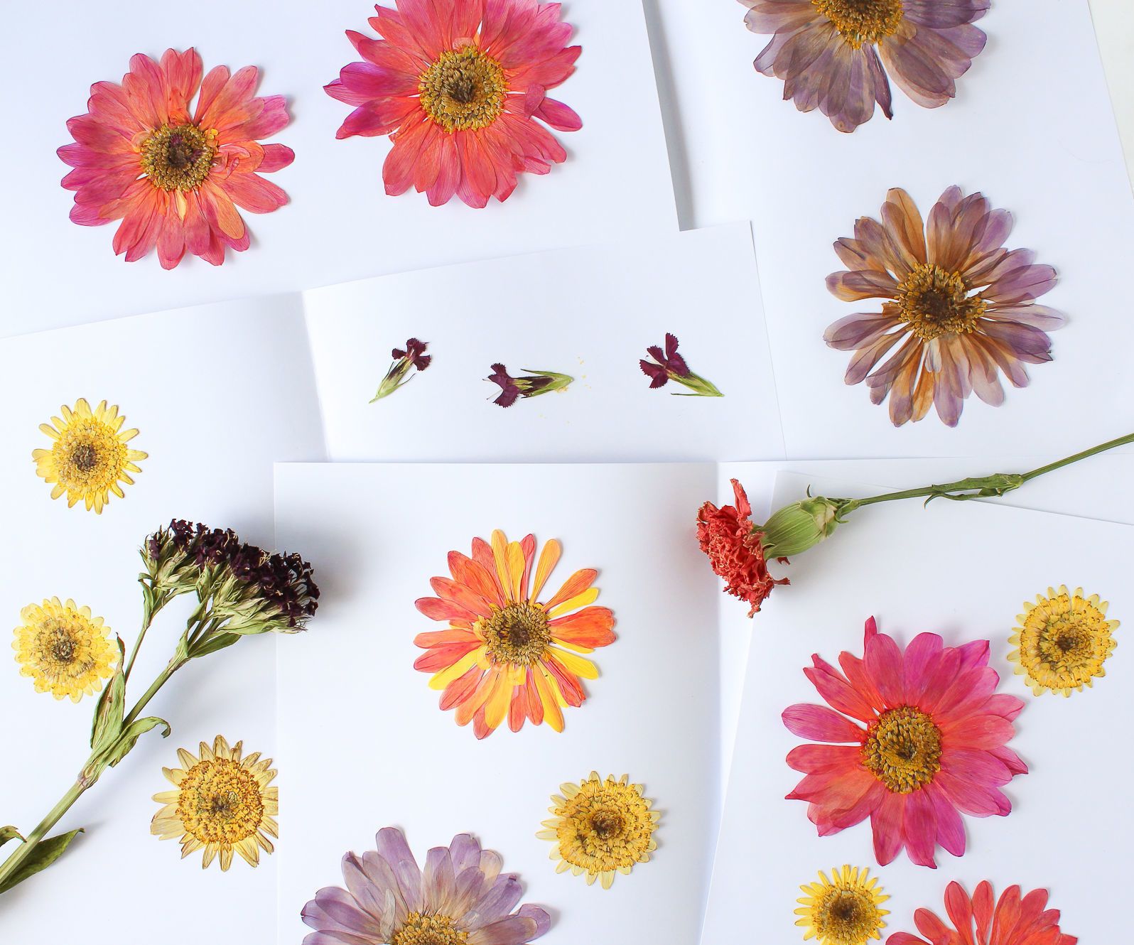 How to Press and Dry Flowers (and Leaves!) 8 Steps (with Pictures