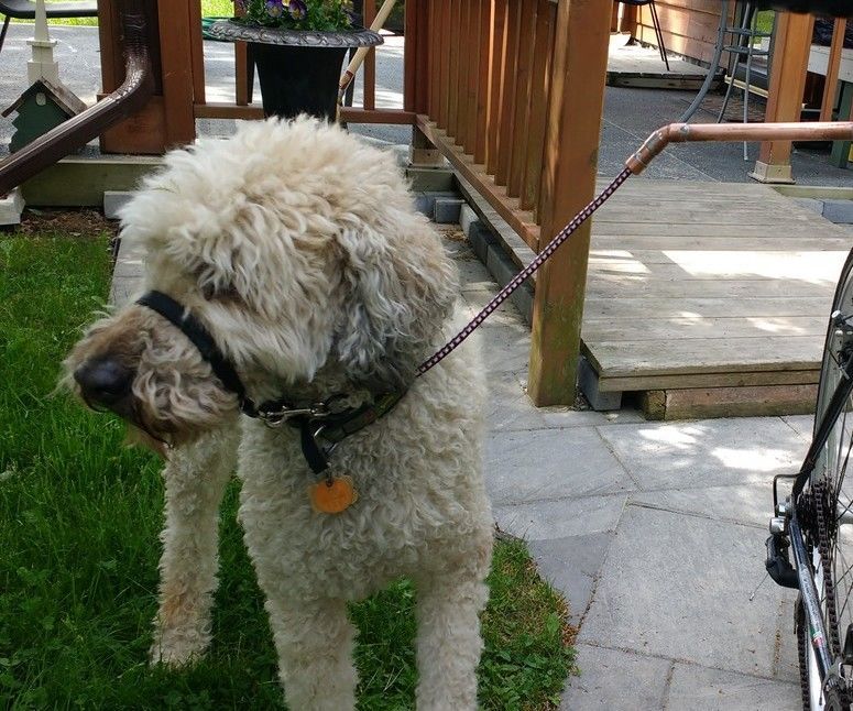 An Inexpensive and Safer Bike Doggy Walker 6 Steps (with Pictures