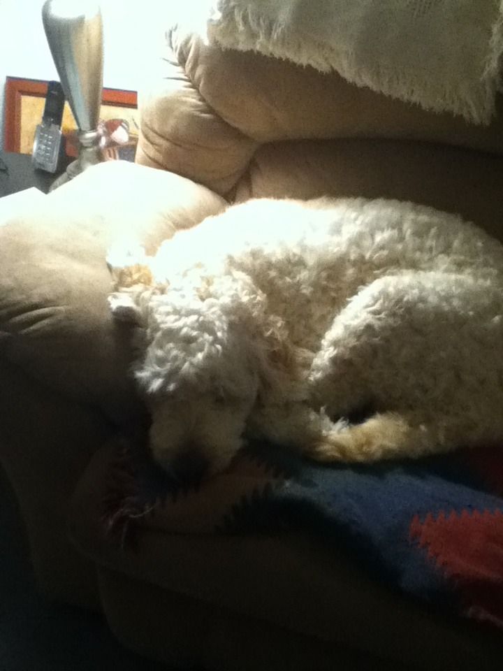 How To Get Your Lazy Dog Off The Bed