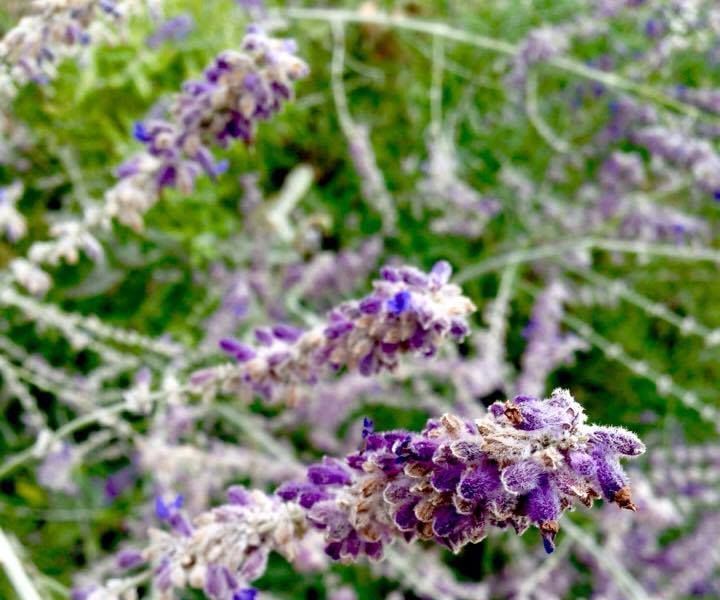 Lavender Pillow Pouch 6 Steps (with Pictures) Instructables