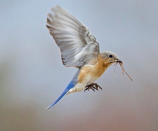 Bird Building Station