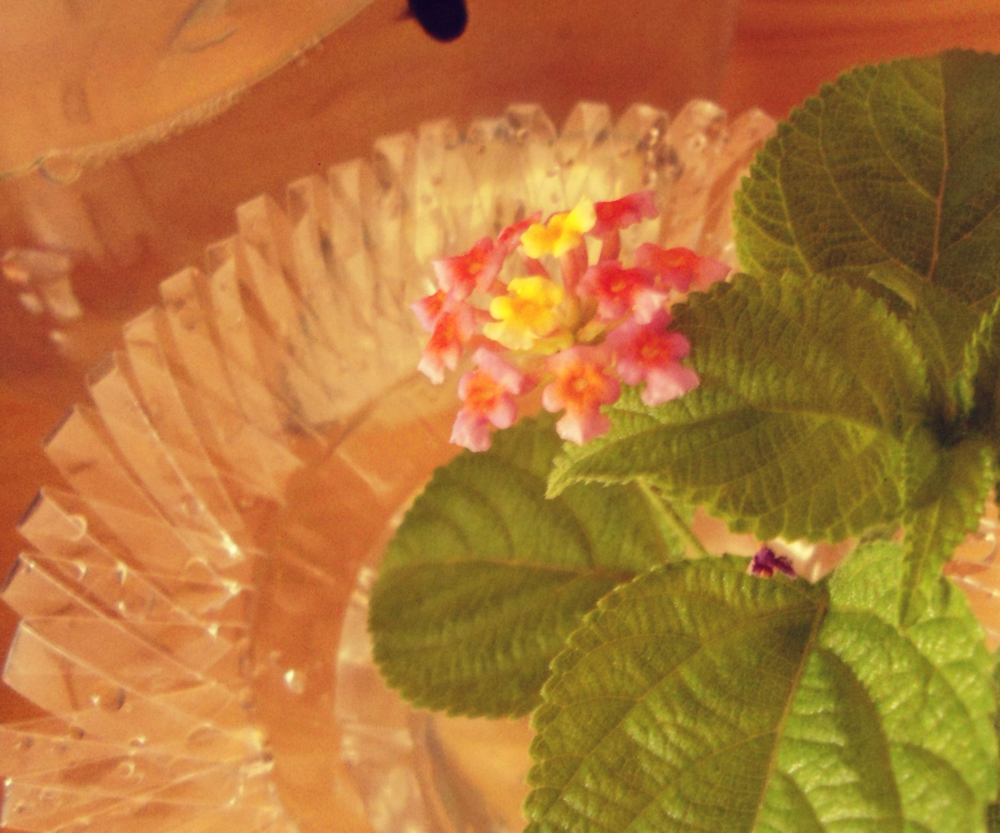 Flower Vase Out of a Plastic Bottle.
