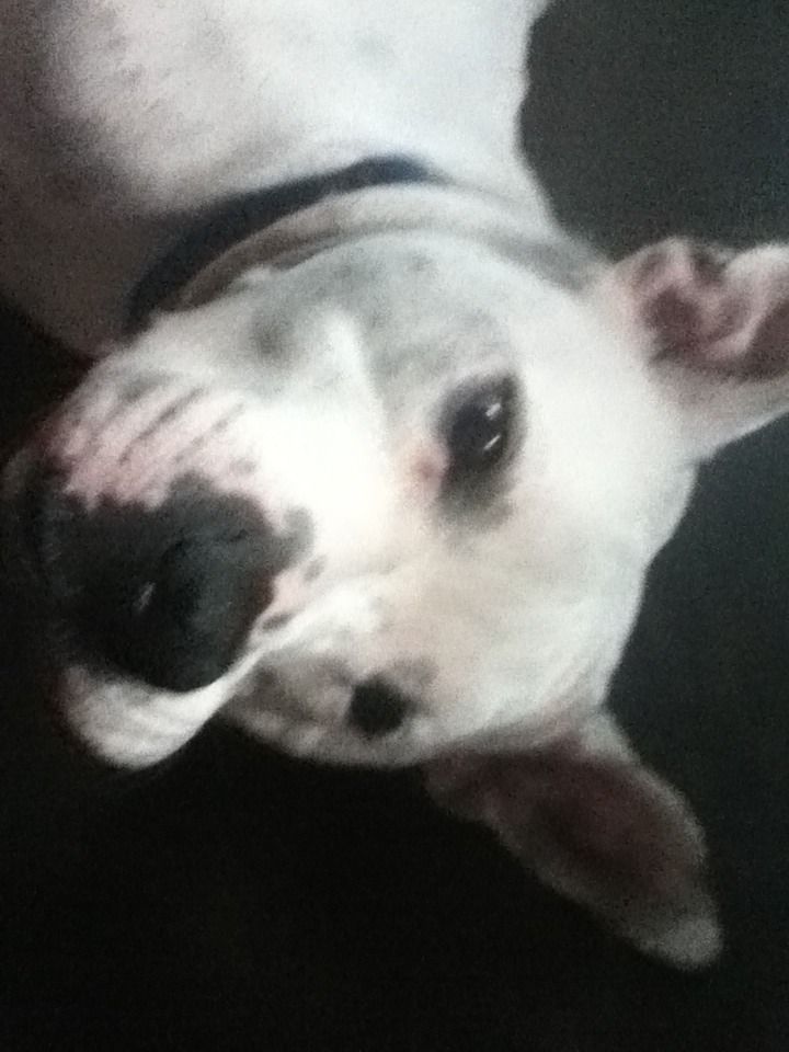 Teaching Dog to Play Dead