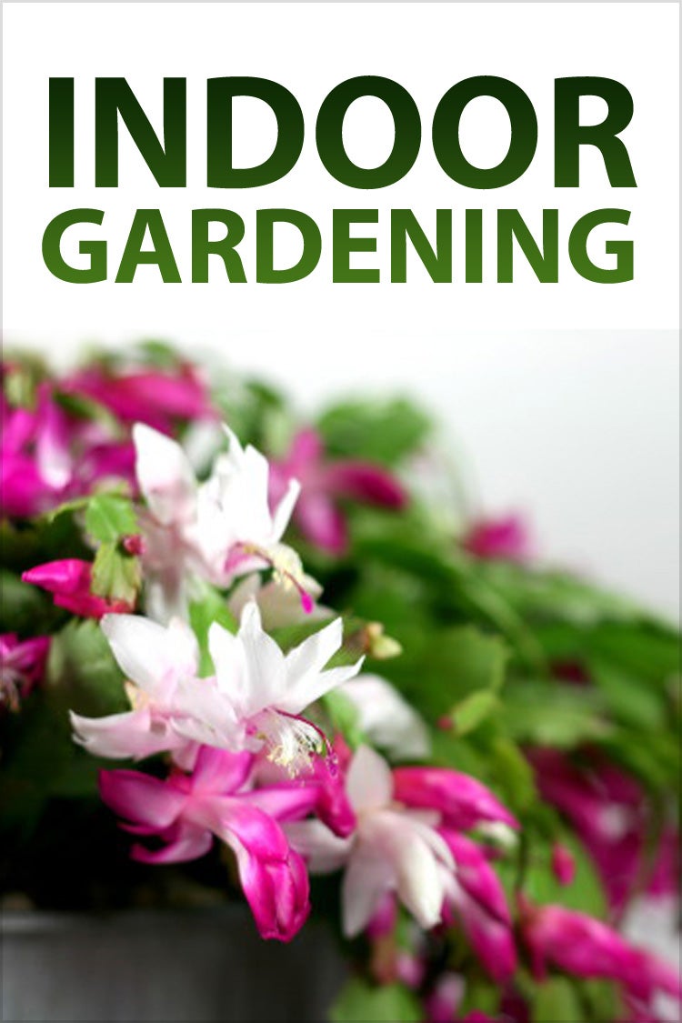 Collection Cover Image: Indoor Gardening