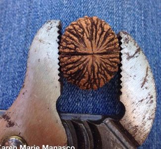 Black Walnut Harvesting & Processing : 11 Steps (with Pictures ...