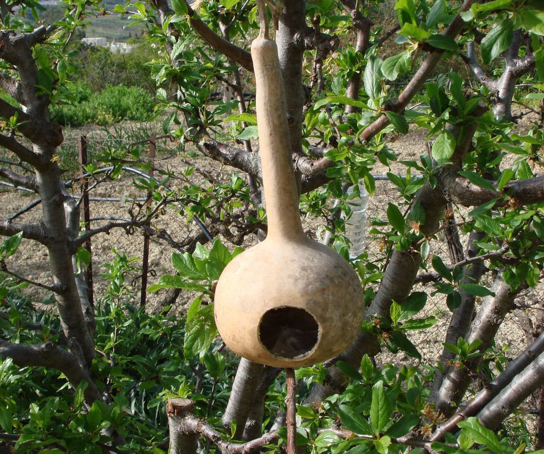 Simple Gourd Birdhouse With a Branch