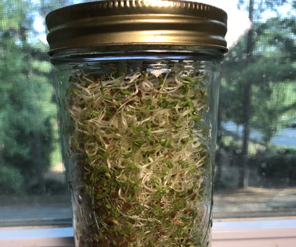Sprouting Alfalfa Sprouts in a Mason Jar