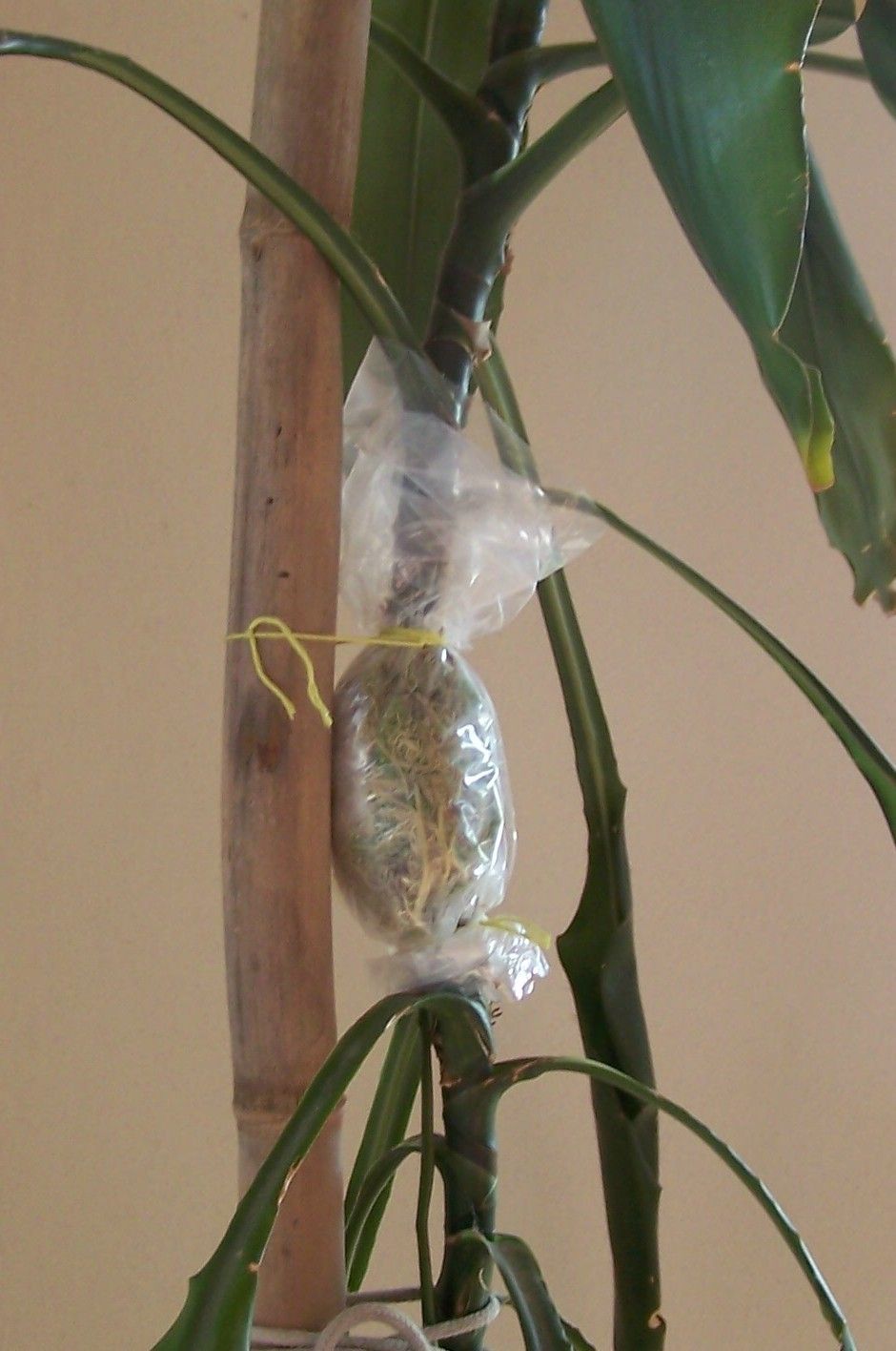 Propagating Plants by Air Layering