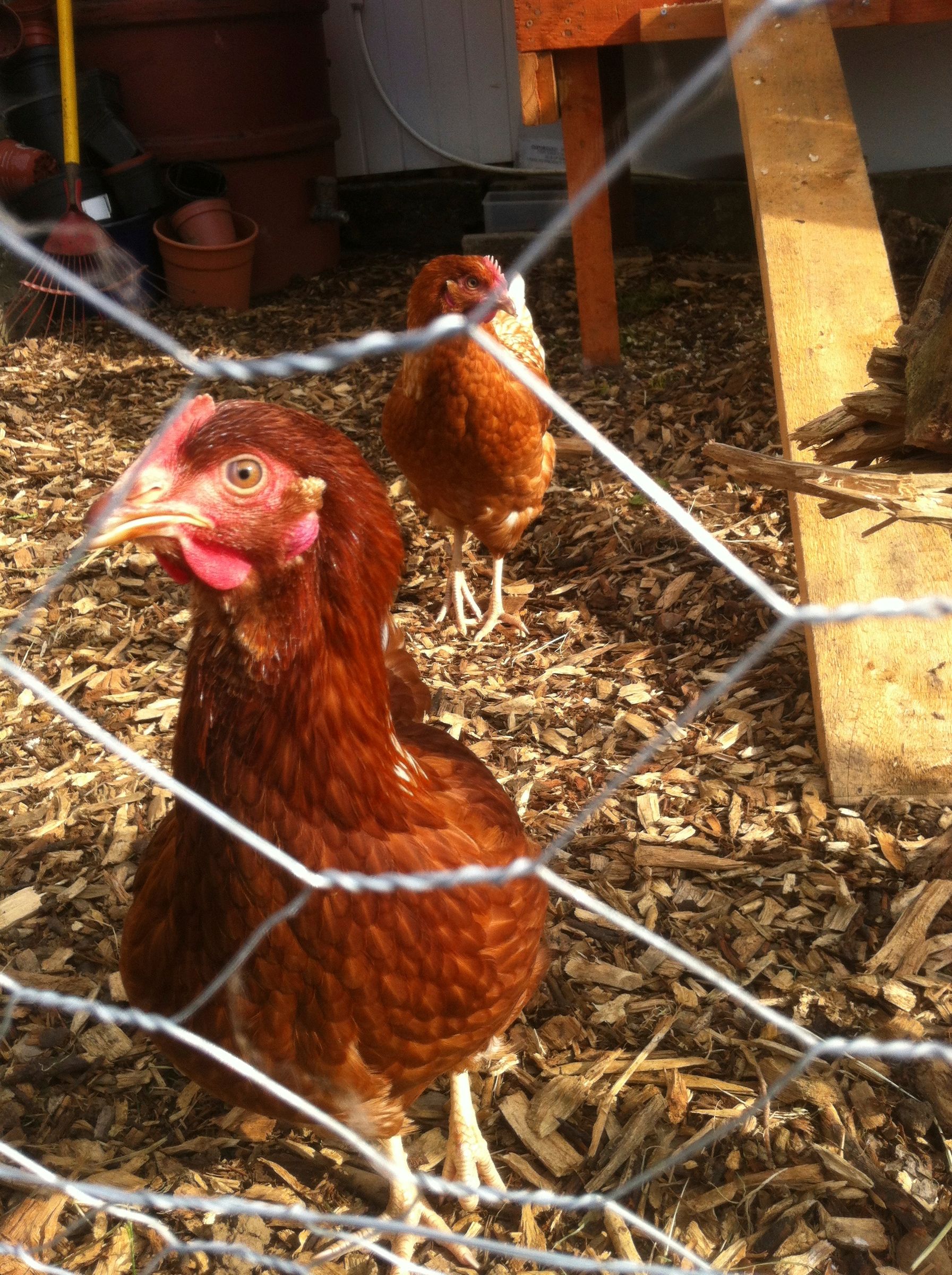 Scrap Wood Chicken Coop