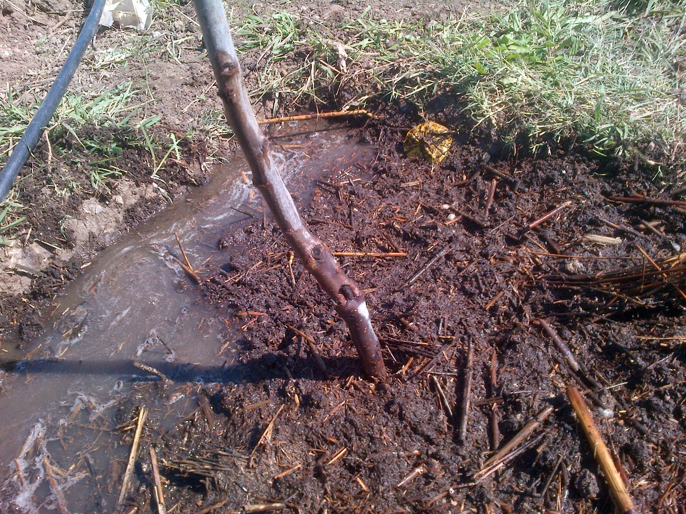 Planting Tree Ellen White Way (EGW) 11 Steps Instructables