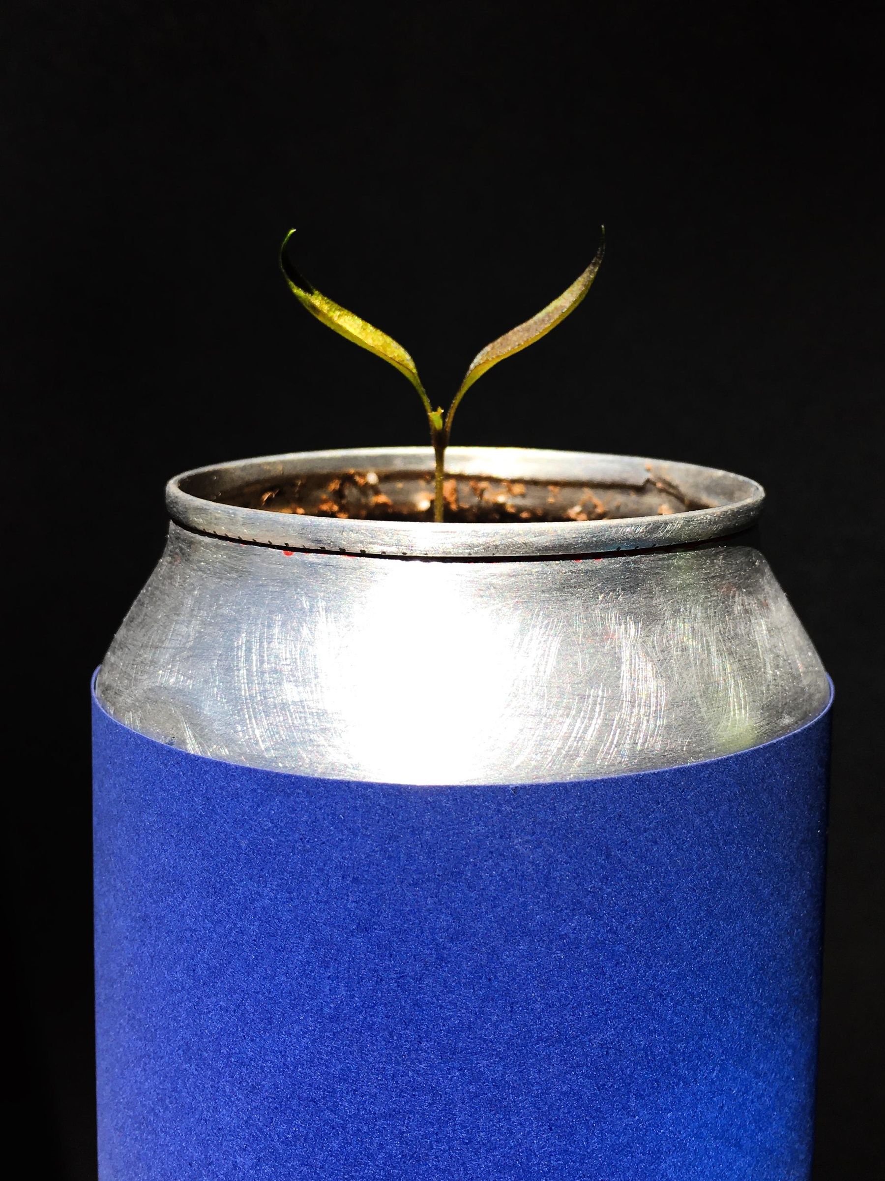 harrisii air plant Tillandsia harrisii – Airplantería