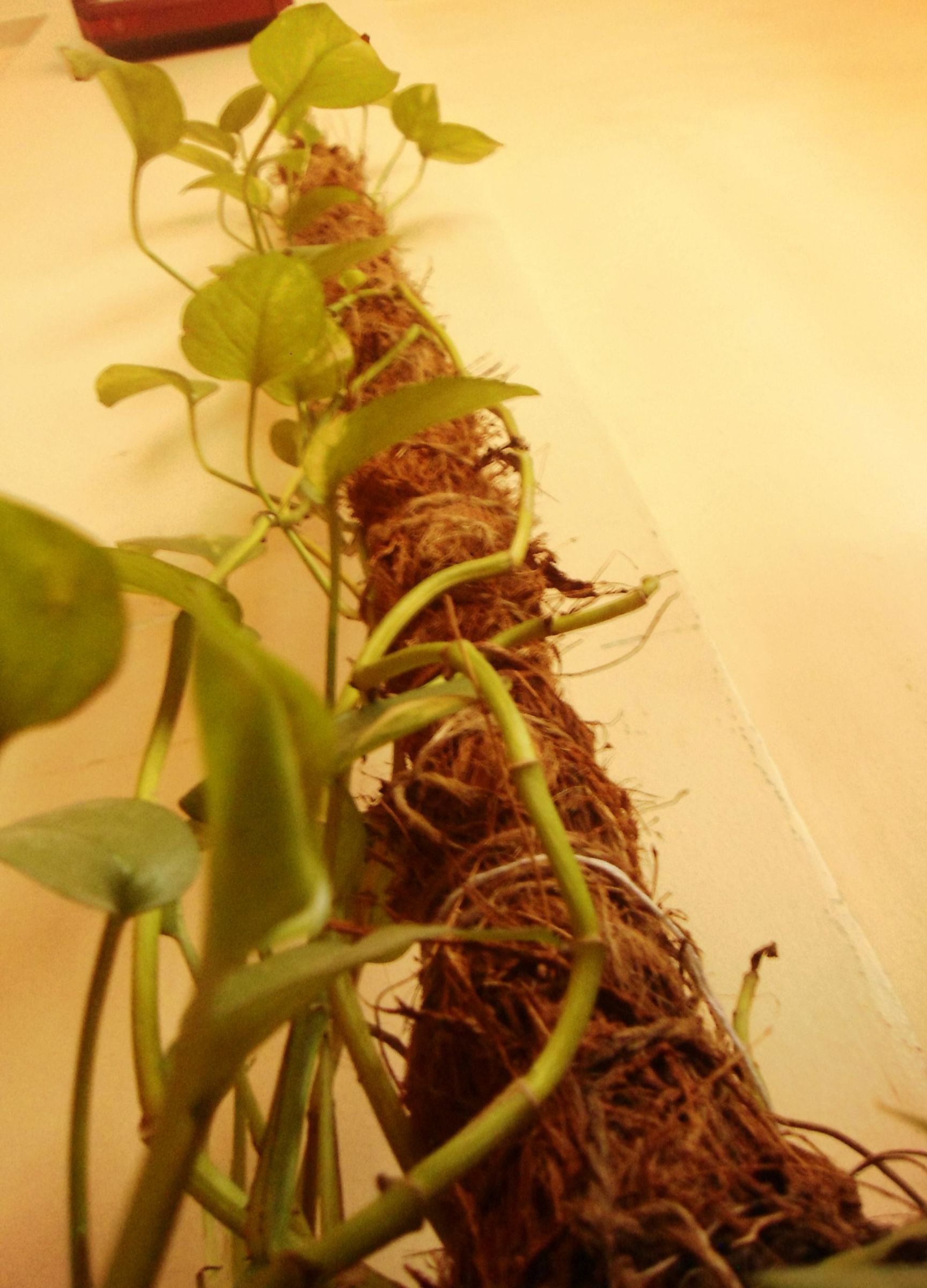 Climbing Pole for Plants From Coir. 6 Steps Instructables