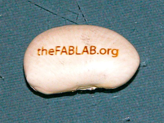 Laser Etched Lima Beans