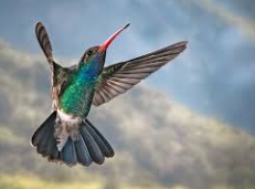 hummingbird1