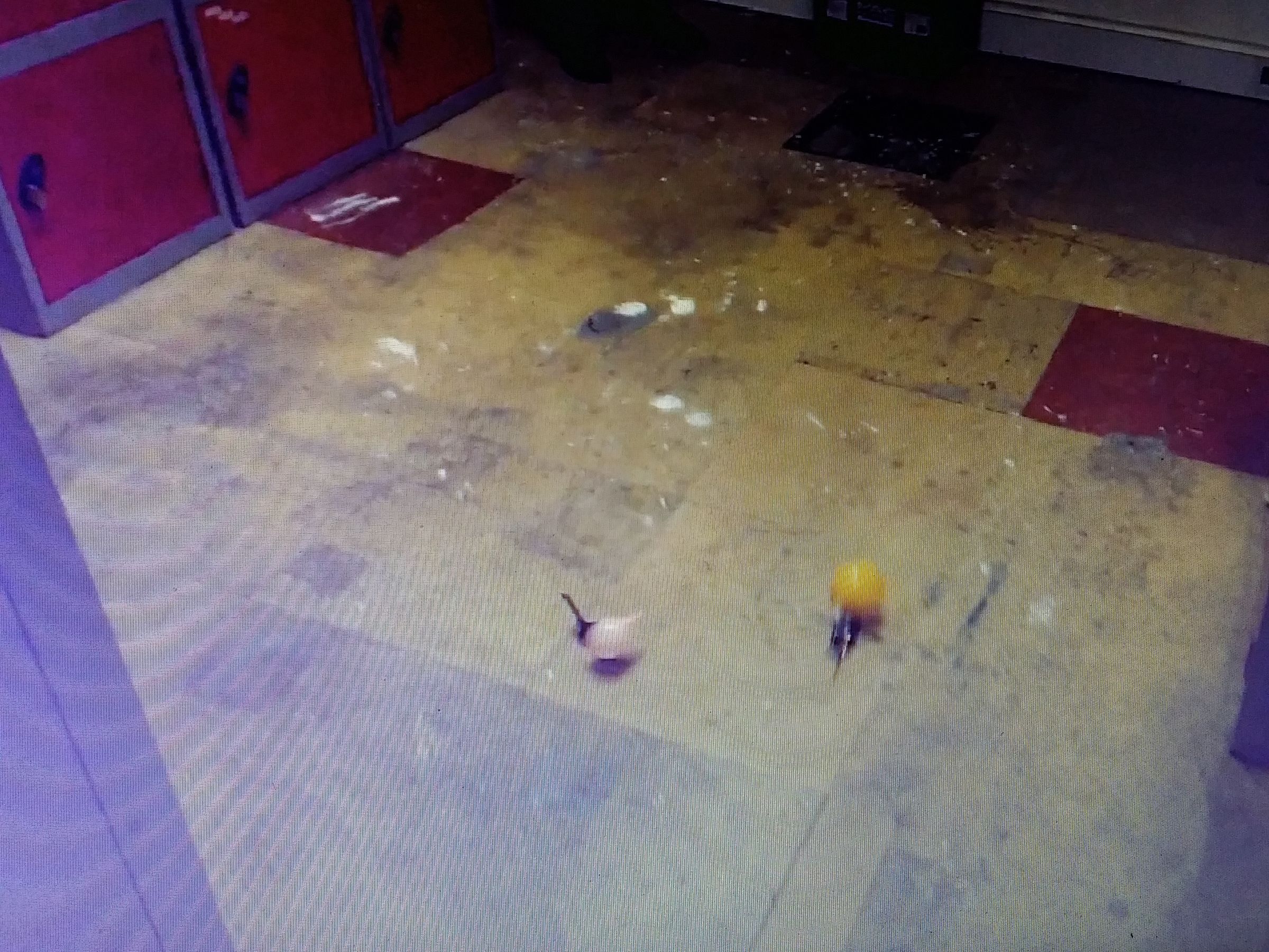 Radio Control Fighting Cars! 