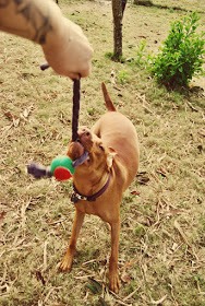 T Shirt Dog Toy With Ball