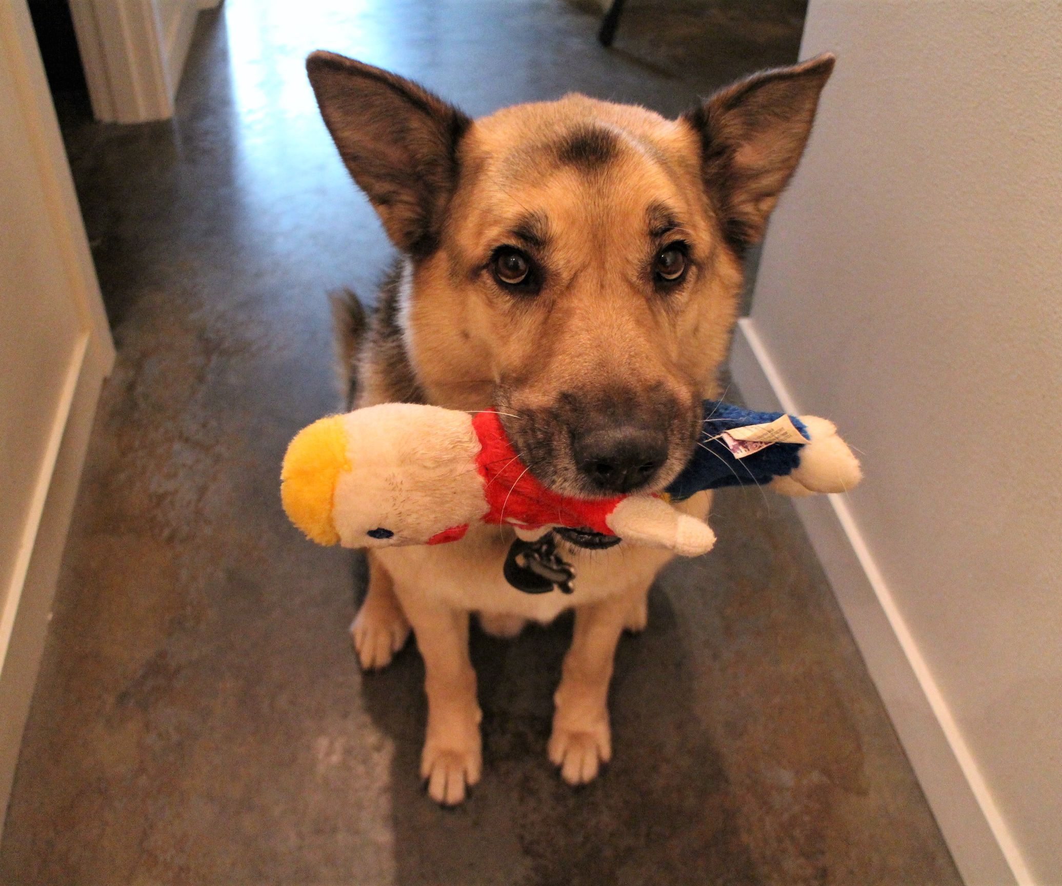 IoT Pet Monitor!