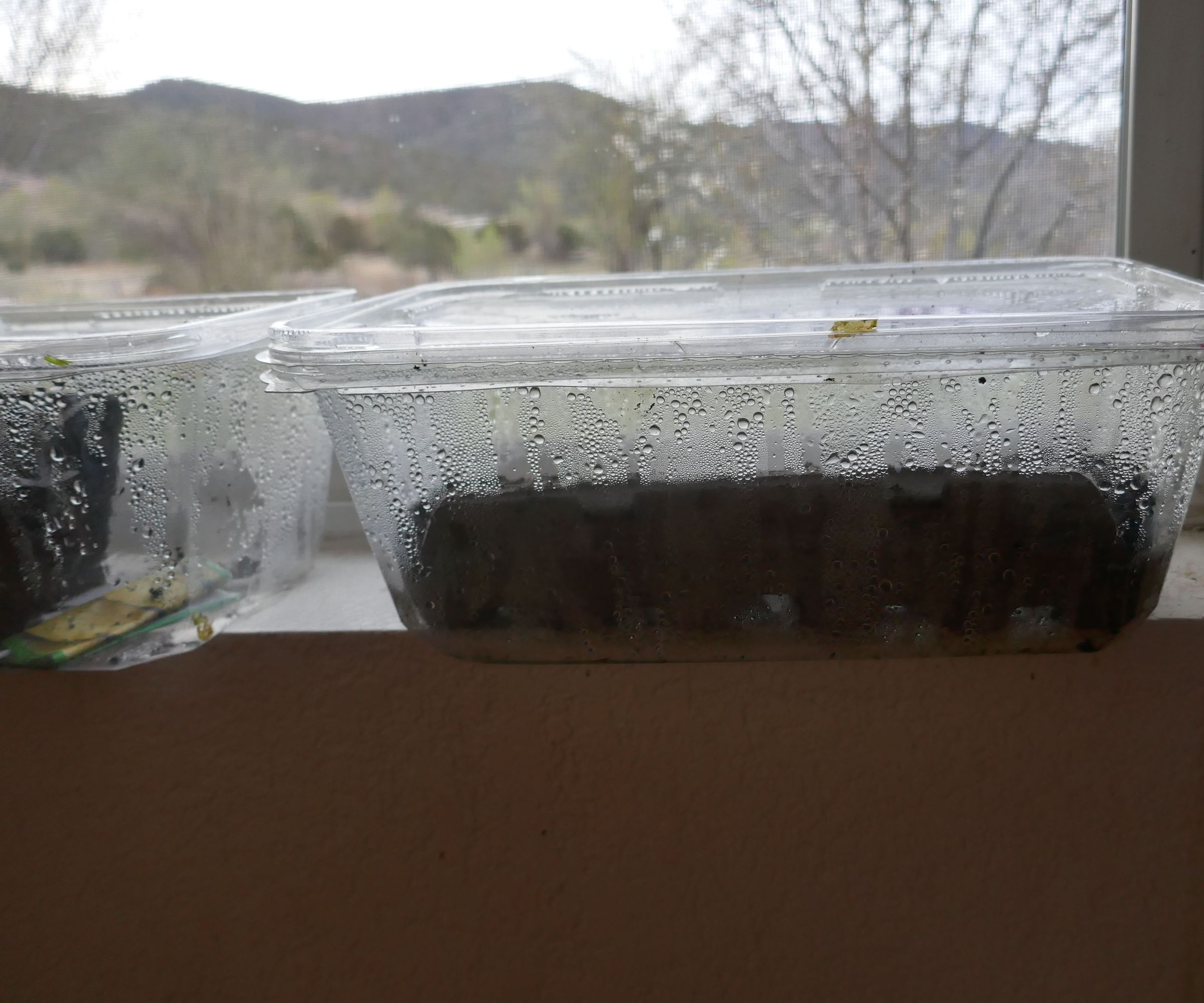 Mini Greenhouse