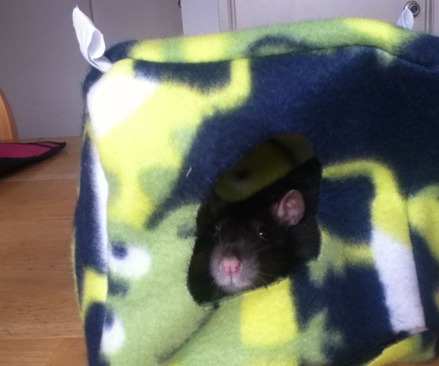 Rat Hammock Series: Cube