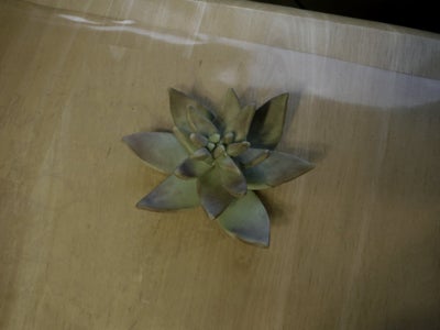 Bonus "Succulent Plant" Level 