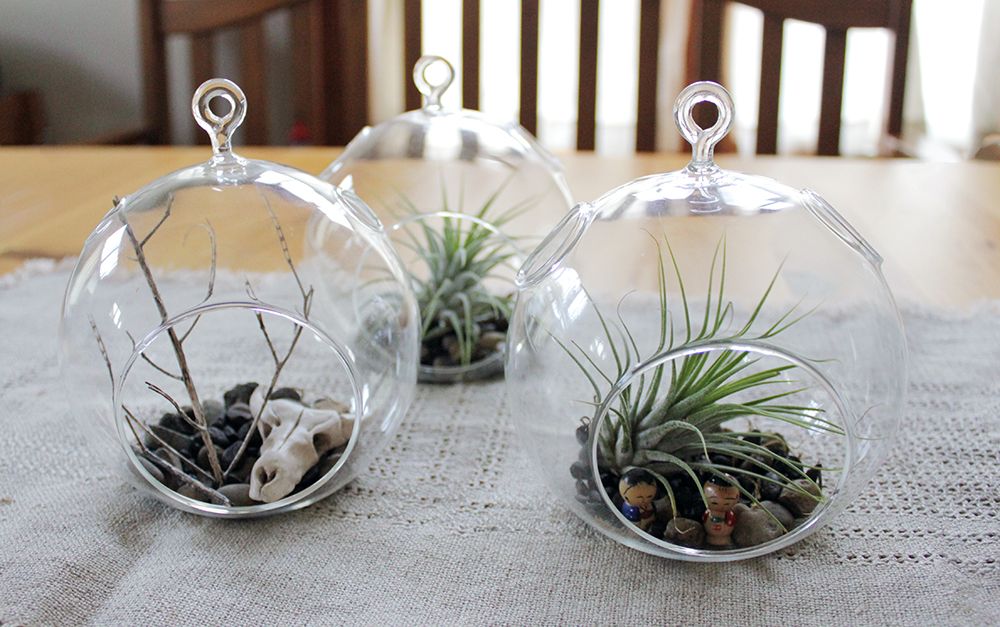 DIY Airplant Terrarium and Sculpey Cow Skull : 9 Steps (with Pictures) -  Instructables