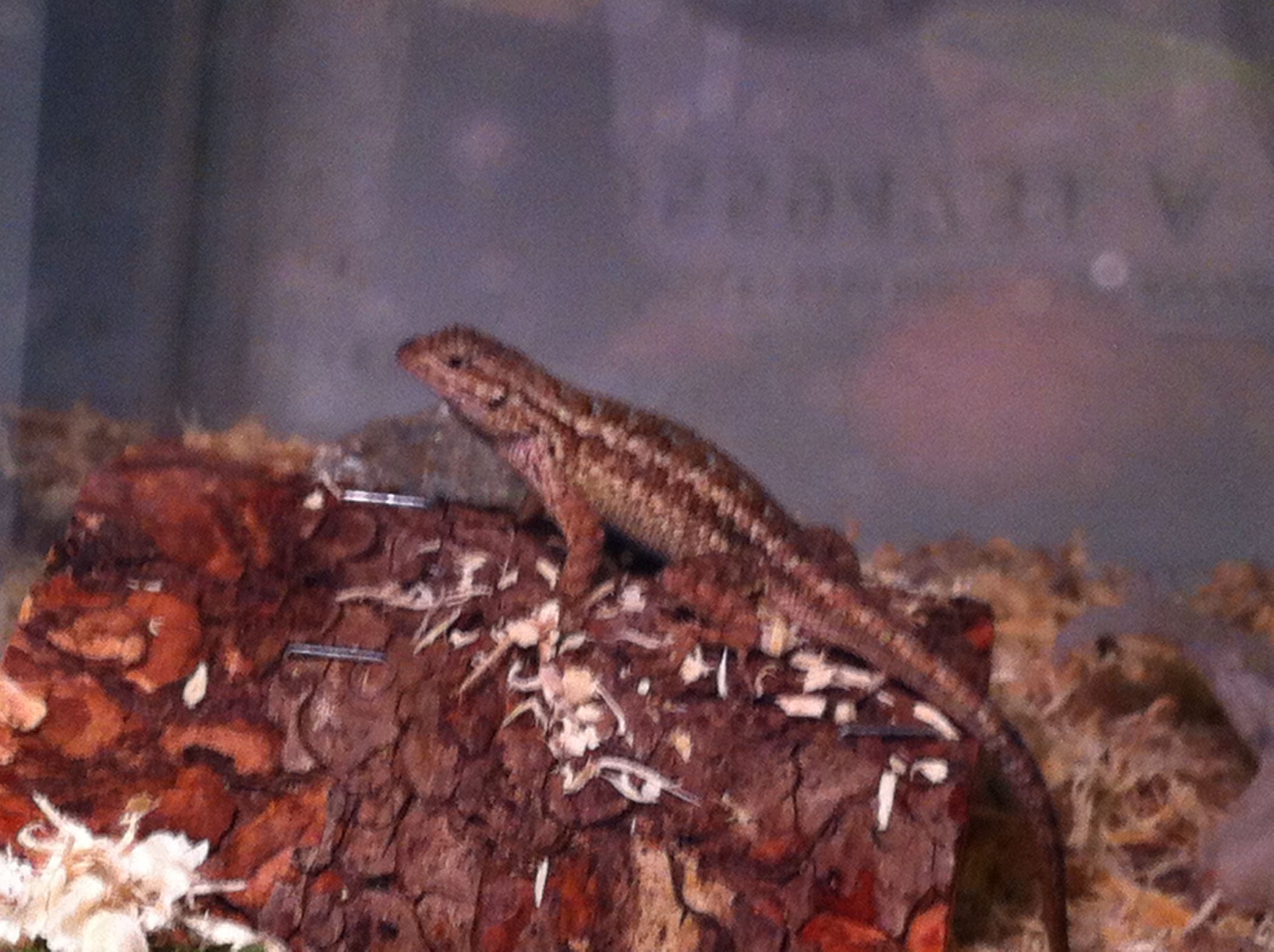 How to Set Up a Habitat for Your Blue Belly Lizard 6 Steps