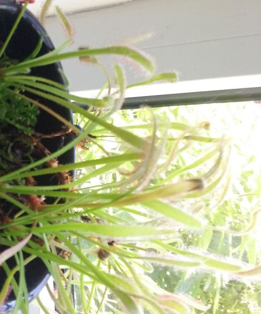 Drosera Capensis - Growing/Care