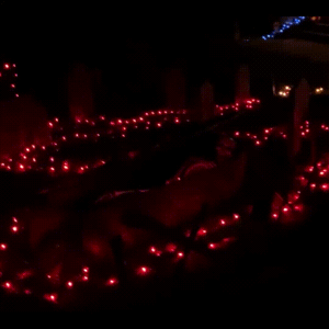 Halloween Skeleton Coffin - Motorized Opening Coffin