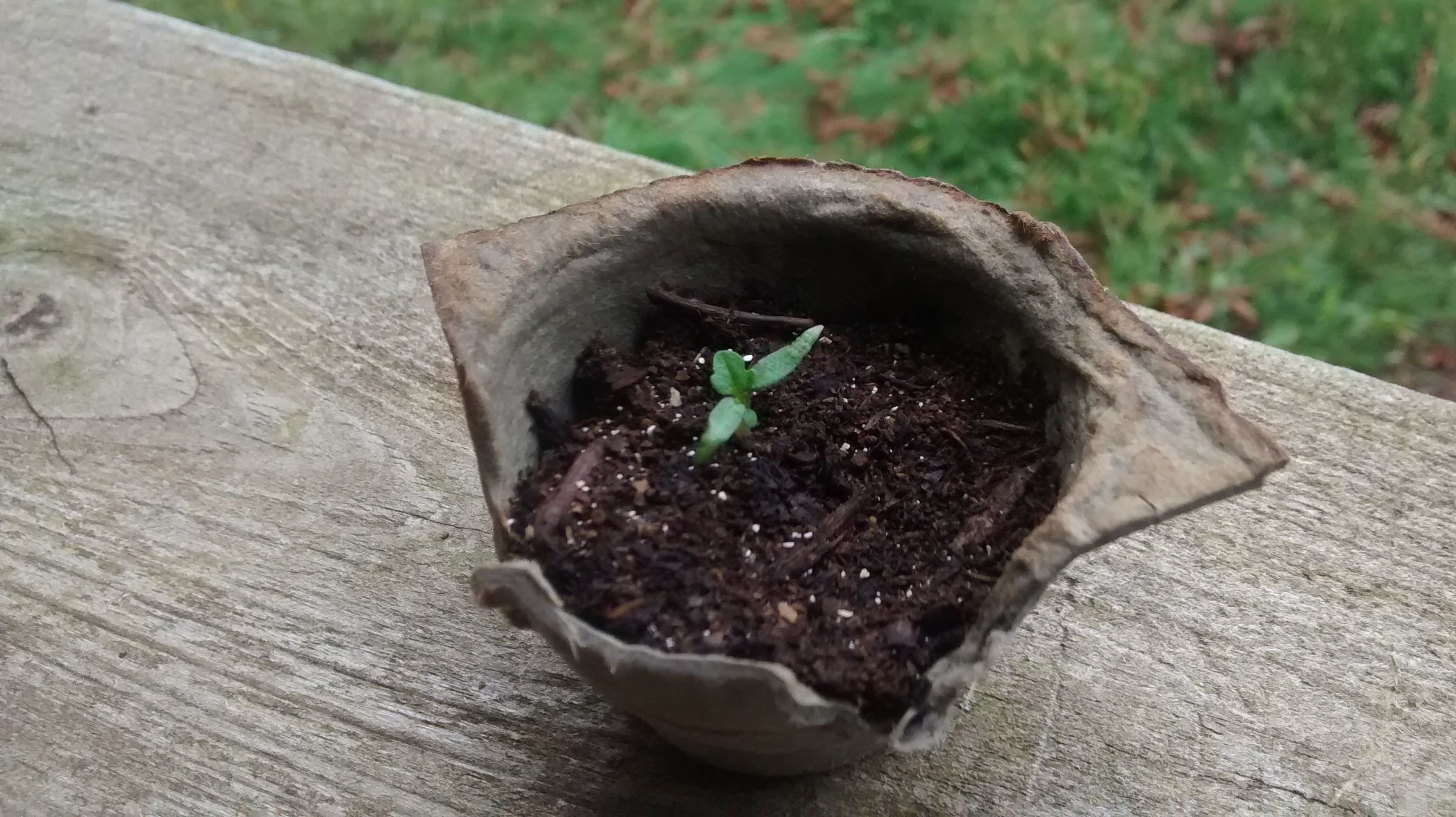 Make Your Own Organic Plant Fertilizer for FREE : 7 Steps (with Pictures) -  Instructables